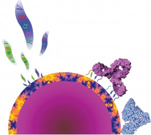 Nanoparticle bonds with molecules inside the body