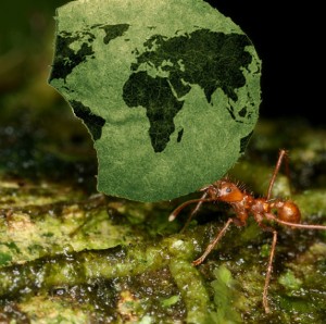 ant with globe leaf