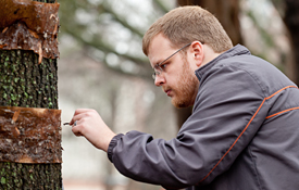 Entomologist examines tree for cankerworms.