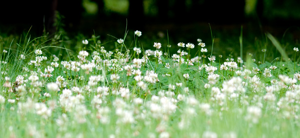 Field of white clover. (Image: Makio Kusahara, http://www.flickr.com/photos/hirekatsu/)