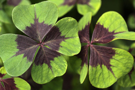 The imposter! Oxalis tetraphylla. (Image courtesy of http://de.hortipedia.com/wiki/Datei:Oxalis_tetraphylla_leaves_photo_file_539KB.jpg)