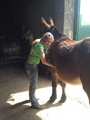 Dr. Amy McLean examines a mule. Her pilot study on mules finds some interesting cell count differences between mules and horses.