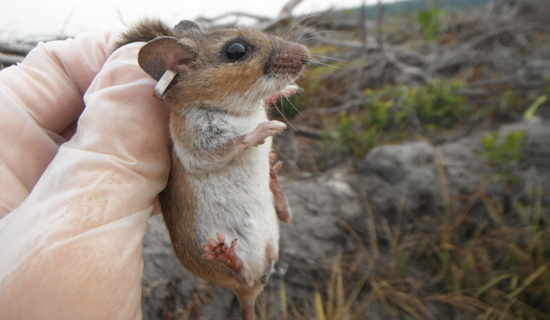 Deer mouse, with tag. Photo by Sarah Fritts. (Click to enlarge.)