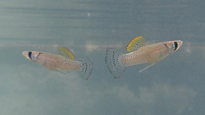 Although one looks a bit more colorful than the other, these mosquitofish both live under threat of predation in Bahamas blue holes. Their colors have evolved to blend into their surroundings more than fish living without the threat of predators.