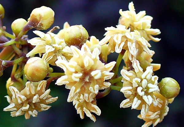 Male flowers of Amborella trichopoda