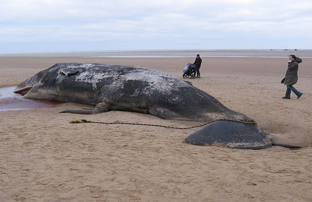 Beached_sperm_whale,_Norfolk
