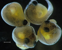 Large late-stage embryos of the sulfide-endemic widemouth mosquitofish, Gambusia eurystoma; the entire clutch comprised only these four embryos. Scale bar represents 1 mm.