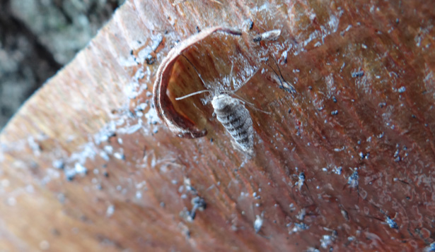 Female cankerworm moth. Photo credit: Steve Frank. Click to enlarge.