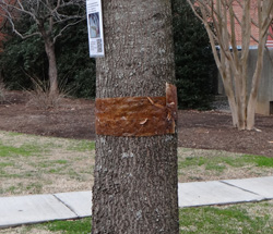 Tree with "sticky band" to trap cankerworms. Photo credit: Steve Frank. Click to enlarge.