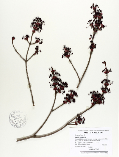 A red maple museum sample of evaluated as part of the study. Image credit: North Carolina State University Herbarium
