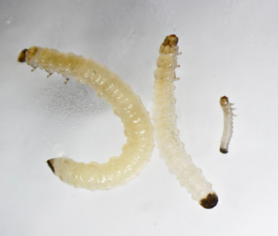 Corn rootworm larvae. Photo credit: Fu-Chyun “Clay” Chu.