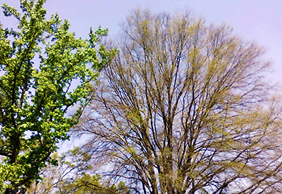 Trees on campus.