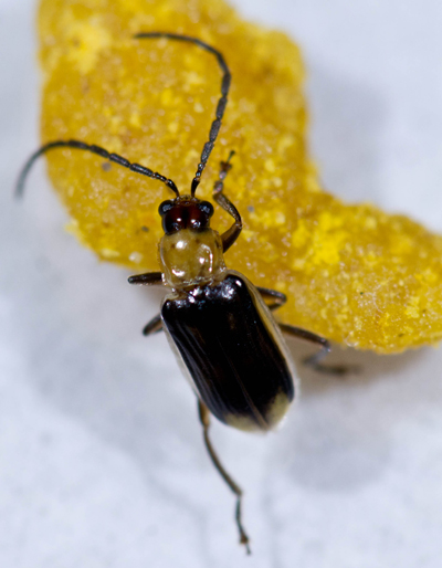 Adult corn rootworm beetle. Photo credit: Fu-Chyun “Clay” Chu.