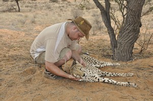 Dr. Johnny Wilson checks a tracking collar on a cheetah. Tracking cheetah hunting patters shows that they expend lots of energy to find food. That could be the reason behind cheetah population declines.