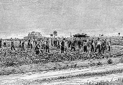 Students tend a crop of peas, the school's main cash crop in 1889.