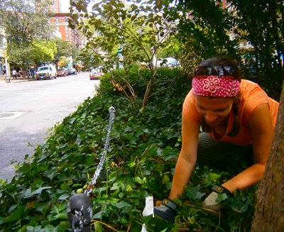 Amy Savage, collecting samples on a street median in Manhattan. Click to enlarge. Photo credit: Shelby Anderson