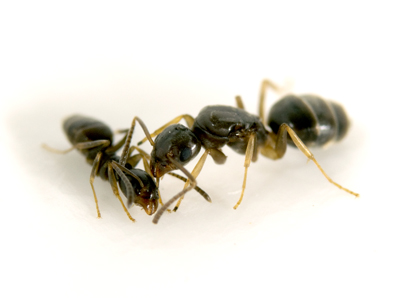 The odorous house ant(Tapinoma sessile) was the most common species found in parks and forests, but was absent in street medians. Click to enlarge. Photo credit: Adrian Smith