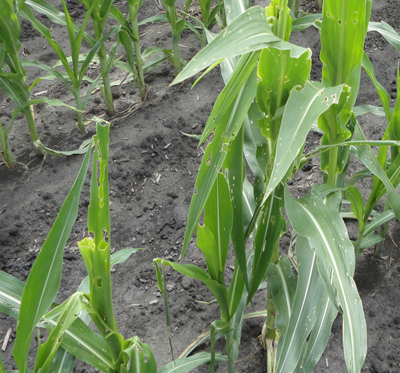 Corn plants displaying damage from fall armyworms. (Photo credit: Dominic Reisig)