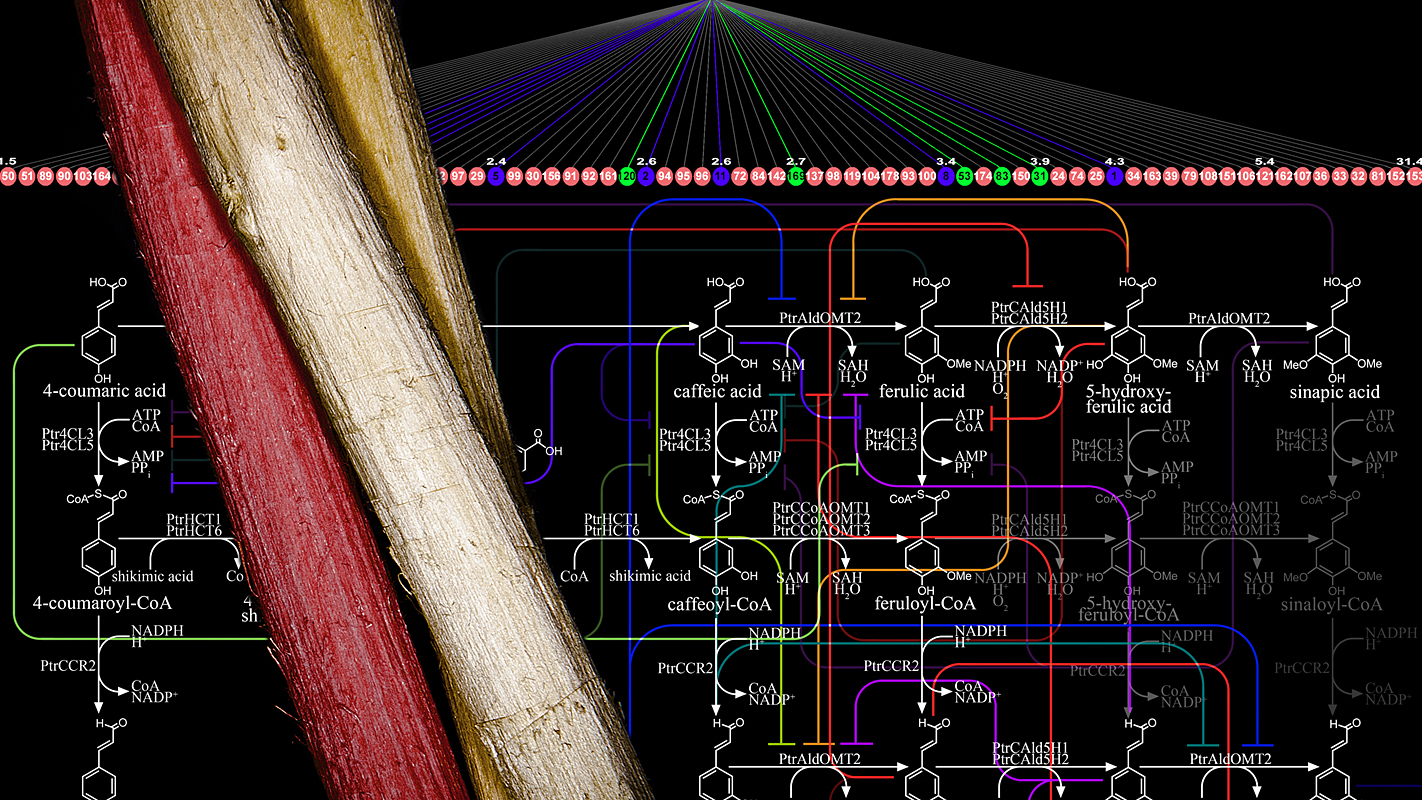 Stems of black cottonwood with diagram of pathway genes