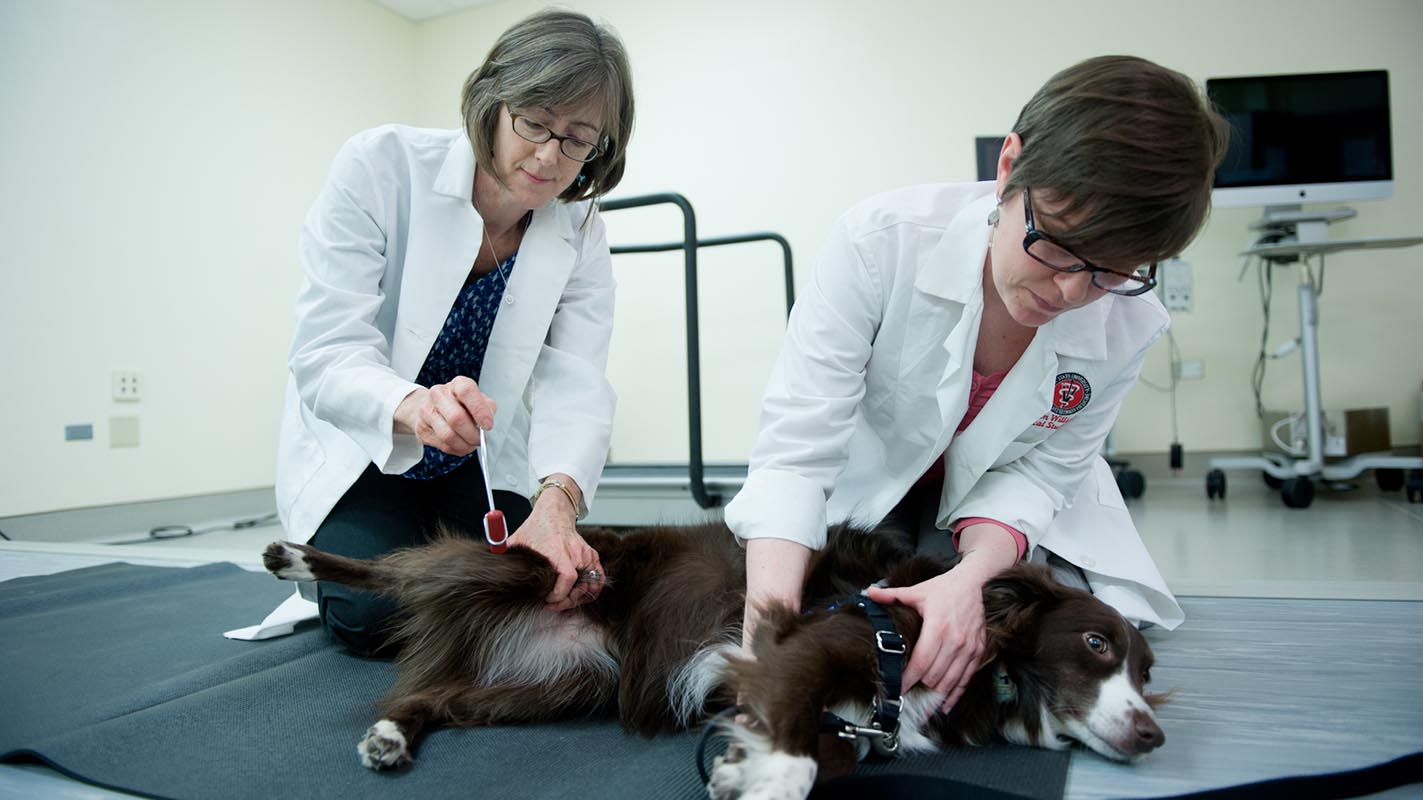 Natasha Olby tests the reflexes of a canine patient with the help of a colleague.