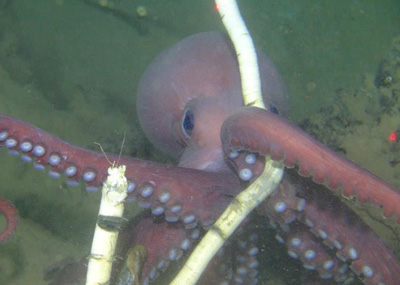 An octopus and tubeworms. Photo taken by a hi-res camera on Alvin's robotic arm. Photo courtesy of Doreen McVeigh.