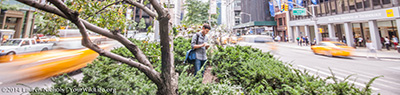 Penick, collecting samples in Manhattan. Photo credit: Lauren Nichols, YourWildlife.org. Click to enlarge.