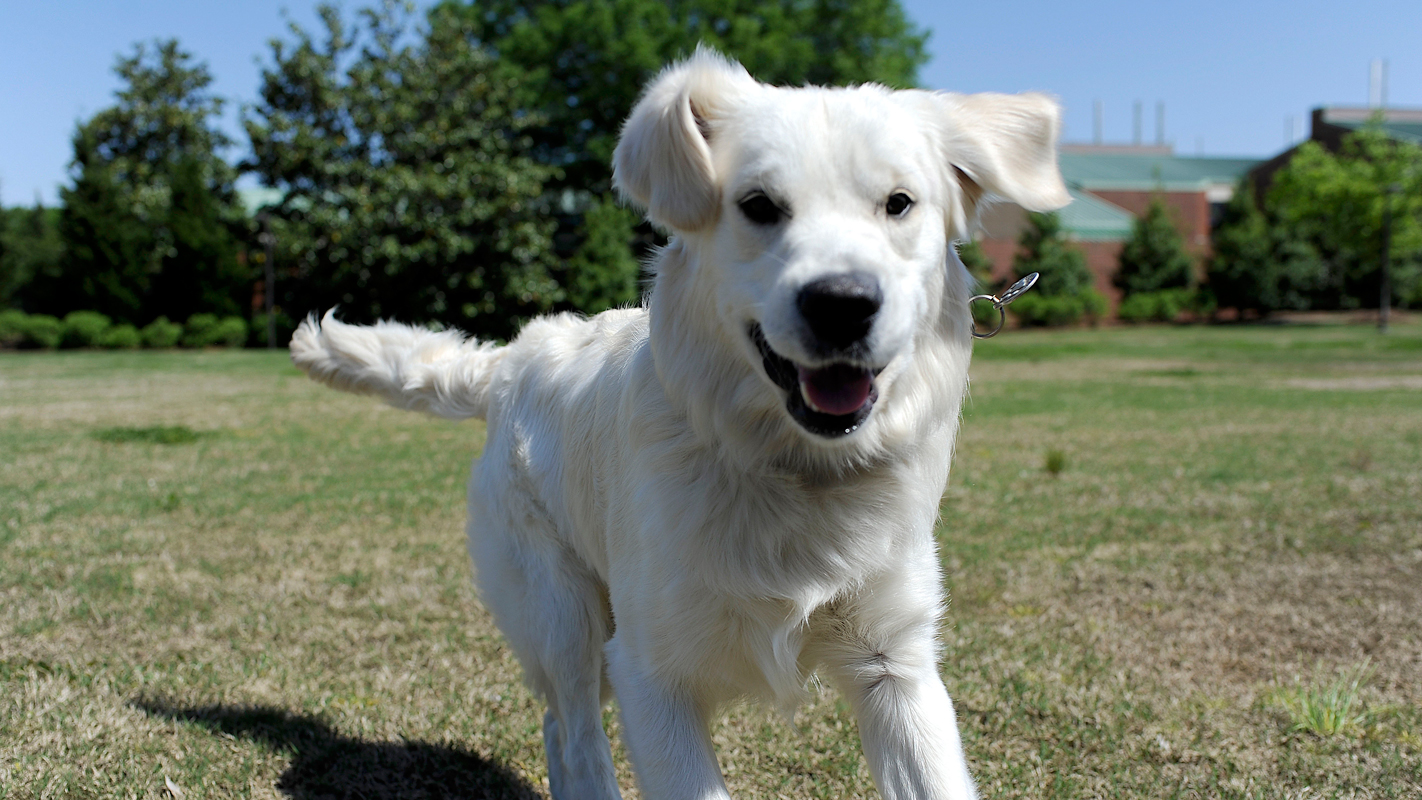 A golden retriever, Oliver, bounds towards the camera at NC State's College of Veterinary Medicine.