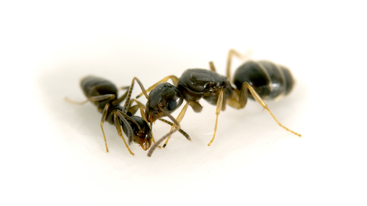 Yes, That Ant Does Smell Like Blue Cheese | NC State News