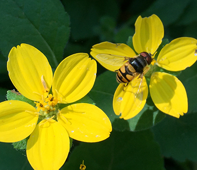 Is that a bee? Nope. It's a syrphid fly. (Flies can be pollinators, too.) Photo credit: Steve Frank.