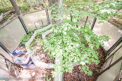 Clint Penick, collecting samples in a warming chamber. Photo credit: Lauren Nichols, YourWildlife.org. Click to enlarge.