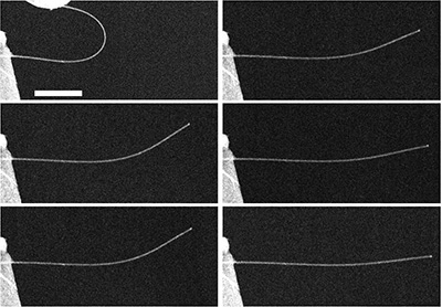 A time-lapse series of images of a nanowire exhibiting anelasticity. At top left, the image shows a nanowire bent almost in half, and then 5 seconds after release (middle left), 10 seconds (bottom left), 60 seconds (top right), 10 minutes (middle right), and 20 minutes (bottom right) after release. Image credit: Yong Zhu. Click to enlarge. 