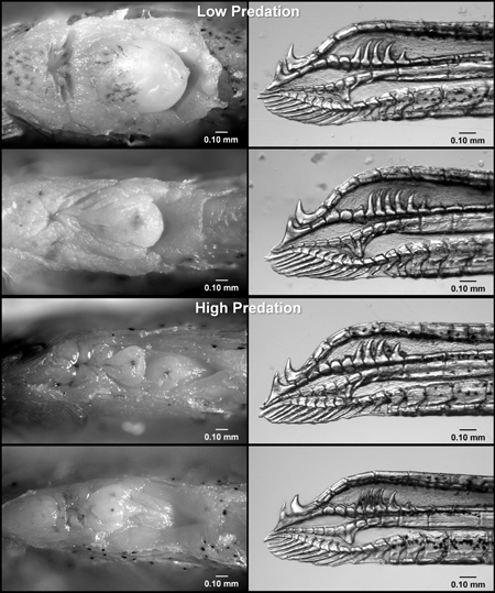 Female and male mosquitofish genitalia in two different Bahamian locations show contrasts between living in waters with and without the threat of predation.