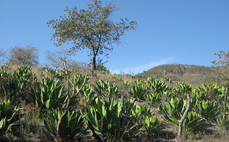 A hillside of agave. Photo credit: Sarah Bowen.