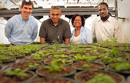 Researchers James Tuck, Joel Ducoste, Terri Long and Cranos Williams in the greenhouse. Photo credit: NC State University. Click to enlarge.