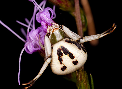 Crab spiders (Thomisidae) often sit on flowers and vegetation waiting with open arms for prey to come within reach. The outstretched arms make them look like crabs, hence their common name. Photo credit: Matt Bertone. Click to enlarge.