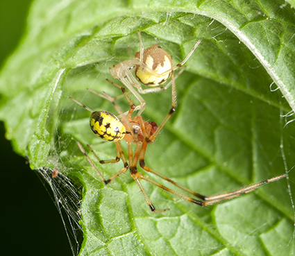 Cobweb spiders (Theridiidae) are an extremely diverse group containing many household species and the dangerous widow spiders (Lactrodectus sp.). Many also live outside, like this pair (male on the left, female on right) of Theridion that have tied a mint leaf to make a little home. Some cobweb spiders are even social, with many individuals living together in the same web. Photo credit: Matt Bertone. Click to enlarge.