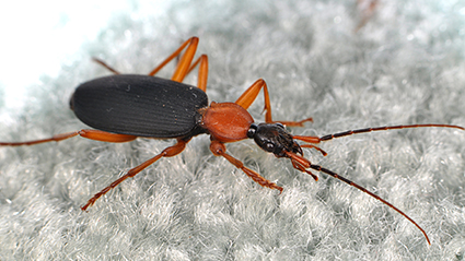 Ground beetles, such as this false bombardier beetle (Galerita sp.), are happy out in nature, but will often wander into homes and roam around looking for prey (or a way to make it back outside). Photo credit: Matt Bertone. Click to enlarge.