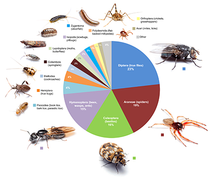 This graphic shows the proportional diversity of arthropod types across all of the rooms surveyed. Image credit: Bertone, et al. Click to enlarge.