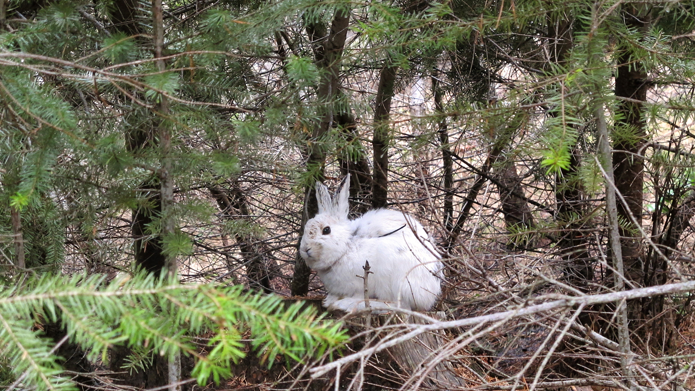 White snowshoe hare against brown background