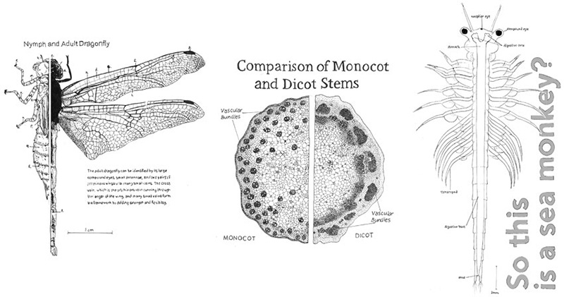Dragonfly by Hayden Tarver; Stem Vascular Tissue by Maggie Jordan; Brine Shrimp (sea monkey) by Alana Stanley.