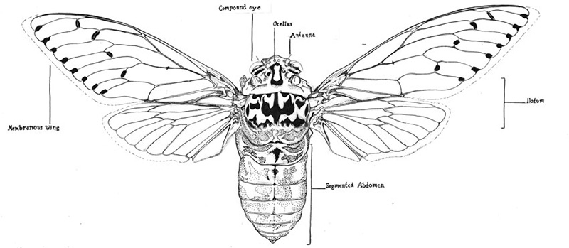 Cicada by Ezekial Overbaugh.