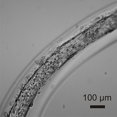 Image of the artificial microvasculature made using Ligler and Daniele's technique. Image credit: Michael Daniele. Click to enlarge.