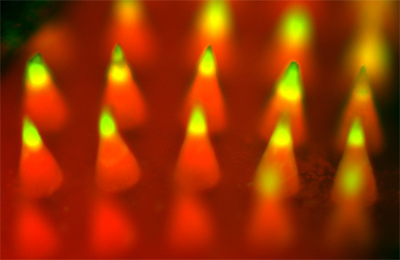 Fluorescence imaging of a microneedle patch. Image credit: Yanqi Ye.
