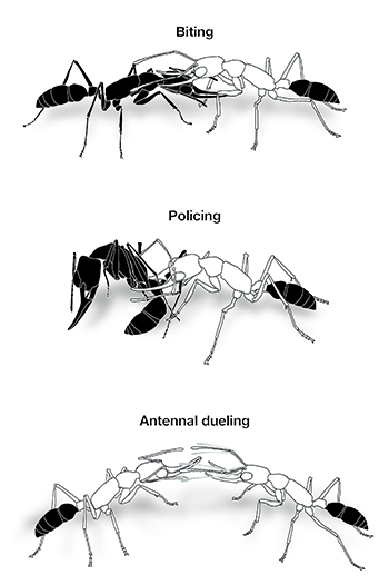 Three behaviors used to establish a shared dominance hierarchy in Indian jumping ant colonies. Image credit: Clint Penick. Click to enlarge.