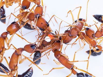 Indian jumping ants police their nest mate (center) to stop her rise in the hierarchy. Photo credit: Clint Penick. Click to enlarge.