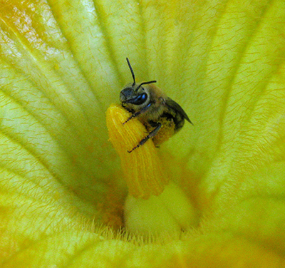 Squash bee (Peponapis pruinosa). Photo credit: Elsa Youngsteadt. Click to enlarge.