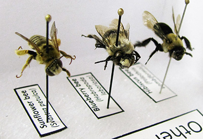 Detail from a specimen display box, used to help people recognize bee species. Photo credit: Elsa Youngsteadt. Click to enlarge.