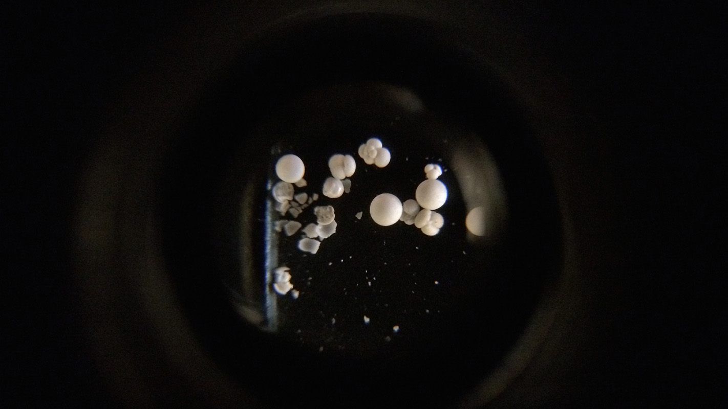 foraminifera viewed through a microscope