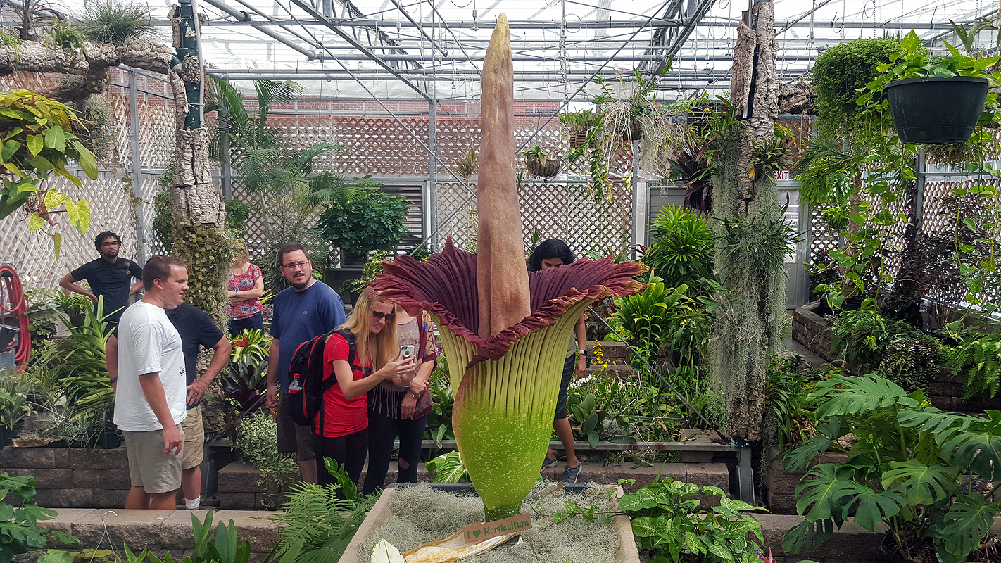 Come See NC State’s Corpse Flower | NC State News