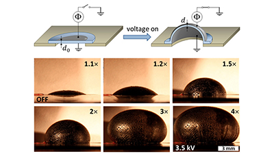 Electrical response of a circular diaphragm composed of a pure bottlebrush elastomer upon electroactuation with increasing voltage and without any external pre-strain. The numbers indicate the electric field-induced area expansion under constant-volume conditions at room temperature. Click to enlarge.